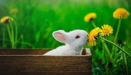 华体会体育中国官方网-探索PG电子试玩游戏的魅力：无风险的娱乐新体验